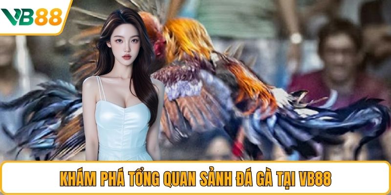 Khám phá tổng quan sảnh đá gà tại VB88